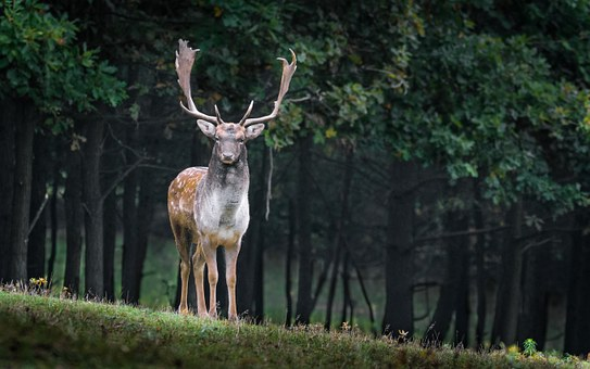 Podizanje žice u Mađarskoj i zaustavljanje jelena na strani RH