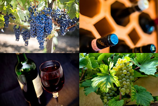 Odbor za vinogradarstvo i vinarstvo – iskaz interesa