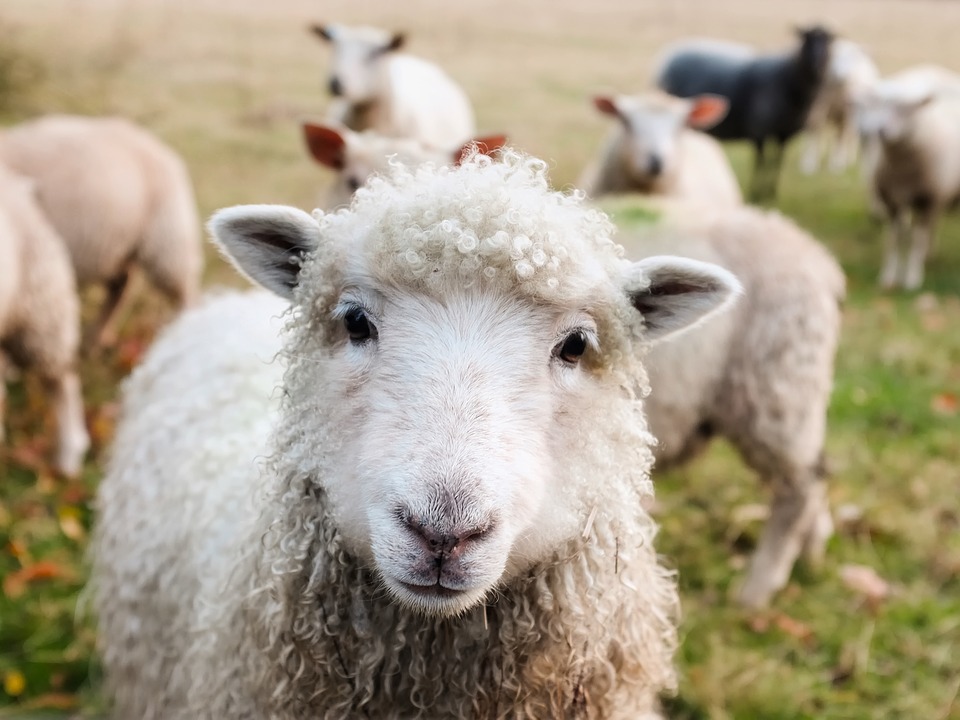 Konstituiranje Odbora za ovčarstvo i kozarstvo