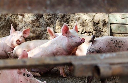 Rast cijena svinjskog mesa započeo u EU i nastaviti će se zbog rata u Ukrajini