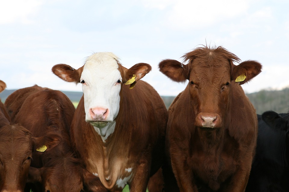 HPK: Bez konkretnih i brzih mjera prijeti kolaps stočarske proizvodnje i proizvodnje mlijeka