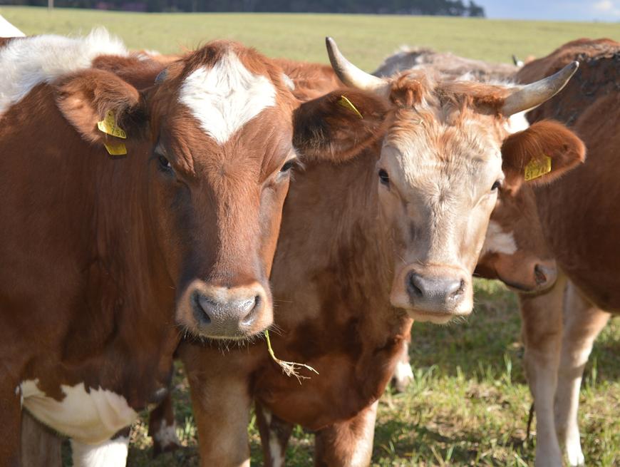 eSavjetovanje – Nacrt prijedloga Programa potpore primarnim poljoprivrednim proizvođačima u stočarstvu zbog otežanih uvjeta poslovanja uzrokovanih pandemijom COVID-19