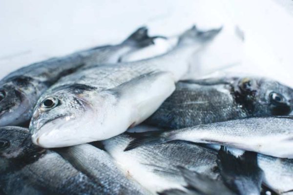 Otkupne cijene ribe na razini od prije 15 godina, a ulazni troškovi utrostručeni