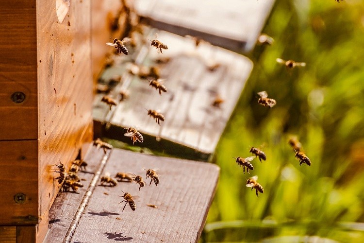 U Ministarstvu poljoprivrede održan sastanak s pčelarima na temu pomora pčela
