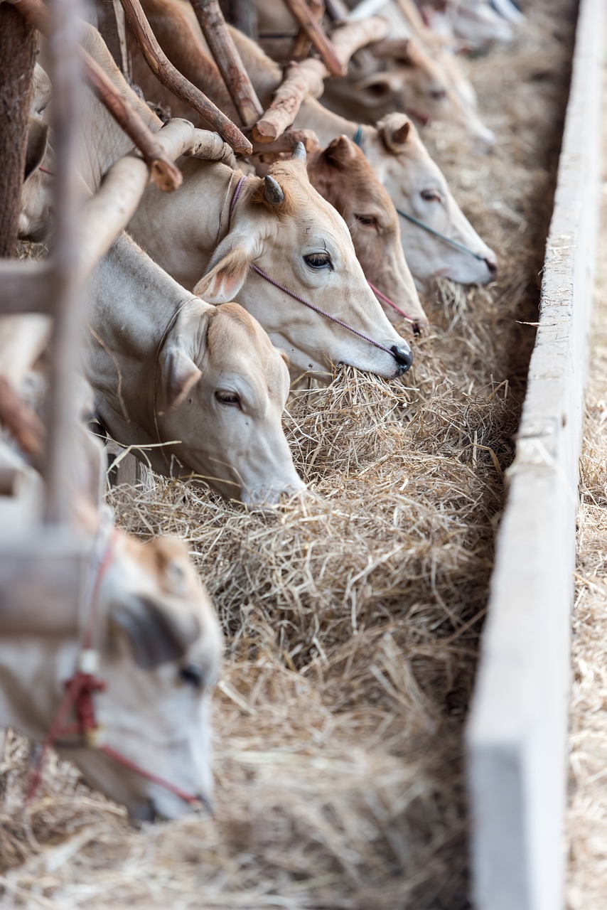 HPK izborila nastavak rada veterinarske prakse na području Primorsko-goranske županiji